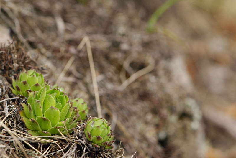 montanum ssp. heterophyllum from Veľký Grič