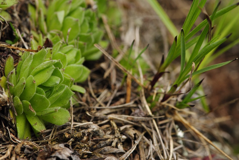 montanum ssp. heterophyllum from Veľký Grič