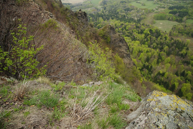 montanum ssp. heterophyllum from Veľký Grič