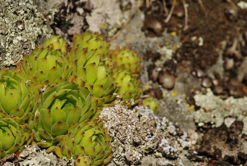 montanum ssp. heterophyllum from Žarnov