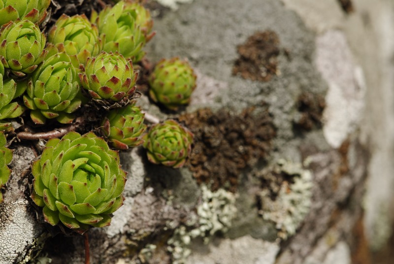 montanum ssp. heterophyllum from Žarnov