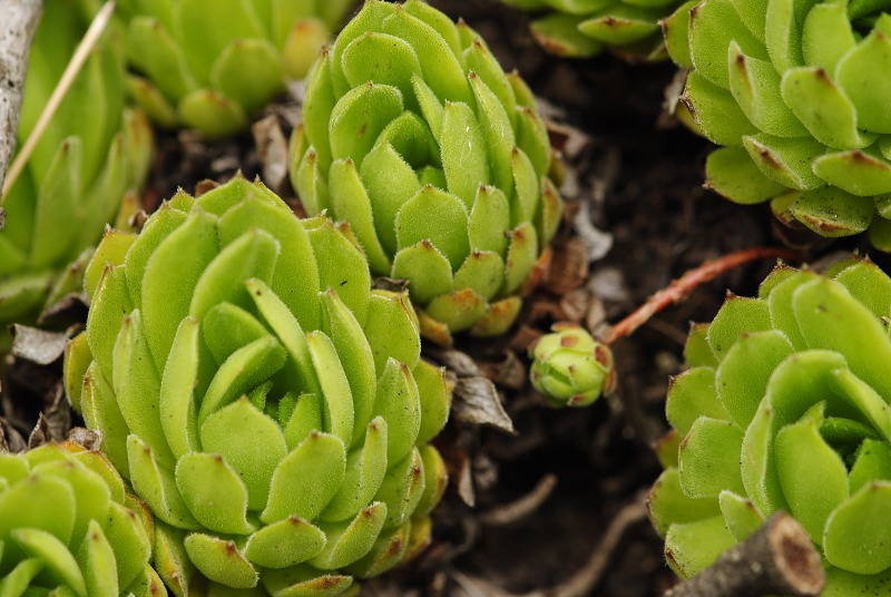 montanum ssp. heterophyllum from Žarnov