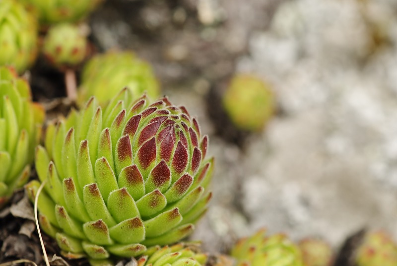 montanum ssp. heterophyllum from Žarnov