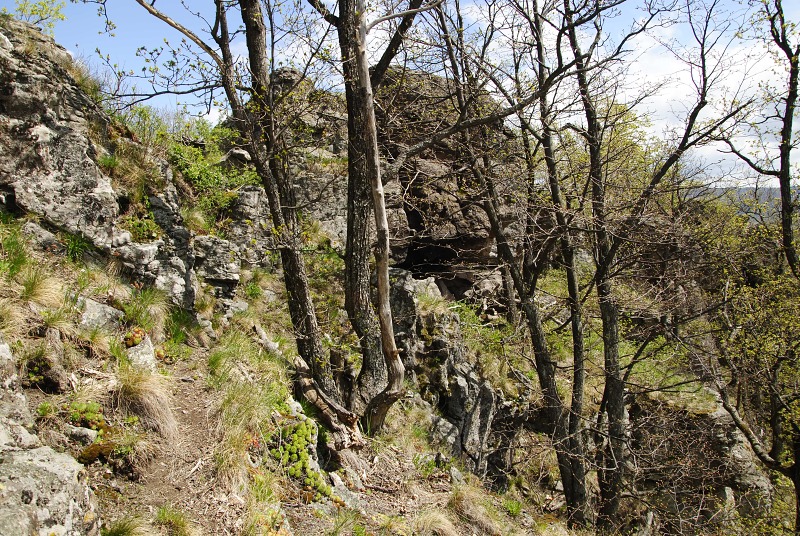 montanum ssp. heterophyllum from Žarnov