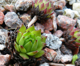 montanum ssp. heterophyllum