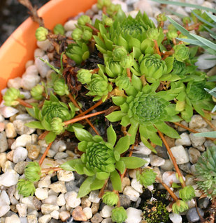montanum ssp. heterophyllum