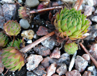 montanum ssp. heterophyllum