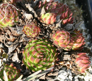 montanum ssp. heterophyllum