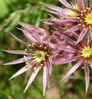 montanum ssp. heterophyllum