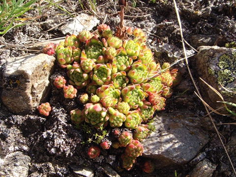 montanum ssp. montanum from Berninapass