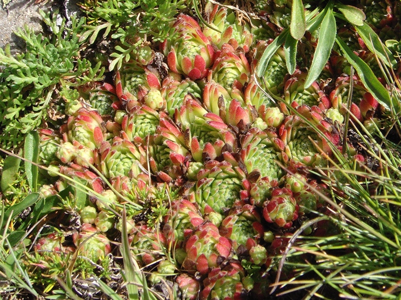 montanum ssp. montanum from Berninapass