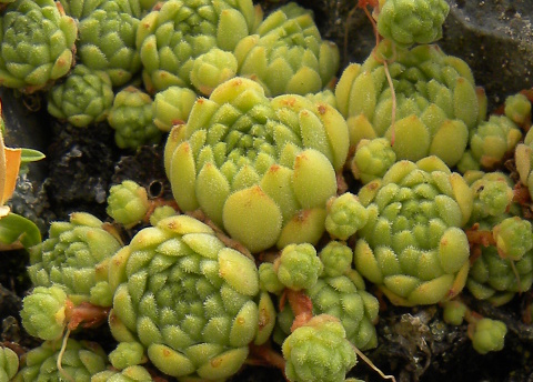 montanum ssp. montanum from Col du Tourmalet (unterhalb)