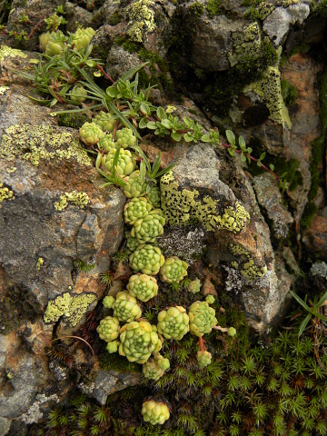 montanum ssp. montanum from Col du Tourmalet (unterhalb)