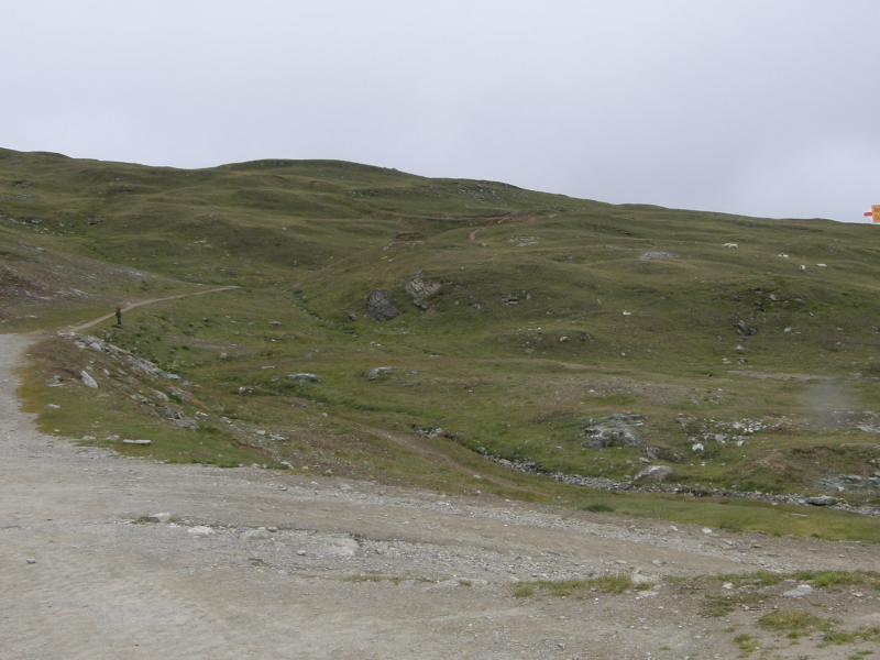 montanum ssp. montanum from Gornergrat (Riffelberg)