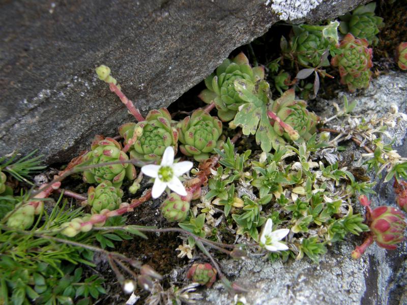 montanum ssp. montanum from Gornergrat (Riffelberg)