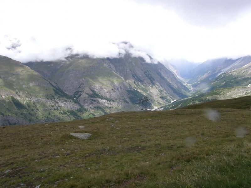 montanum ssp. montanum from Gornergrat (Riffelberg)
