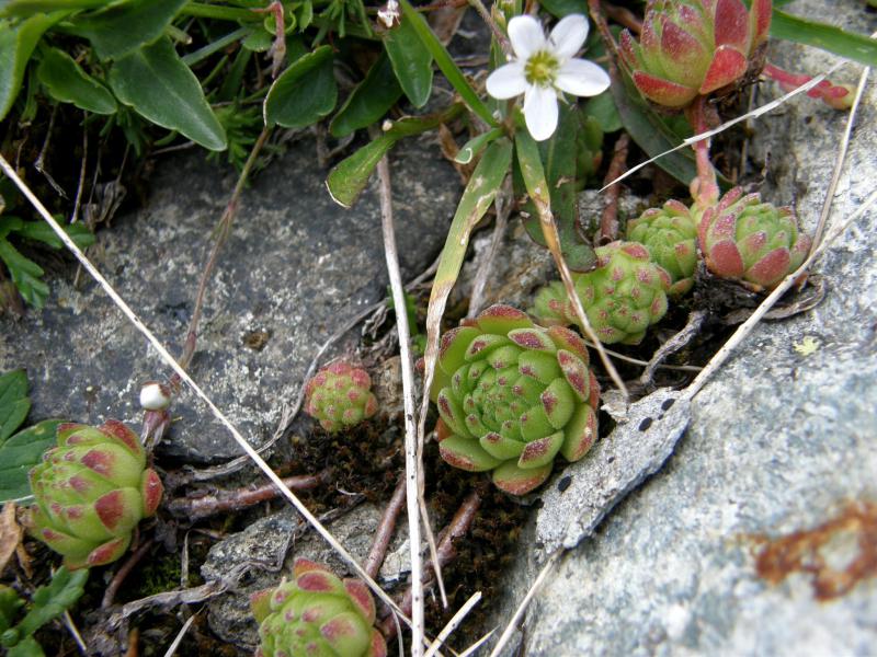 montanum ssp. montanum from Gornergrat (Riffelberg)