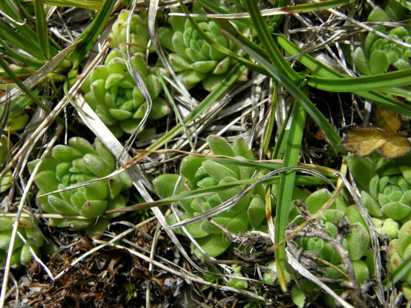 montanum ssp. montanum from Gornergrat (Riffelberg)