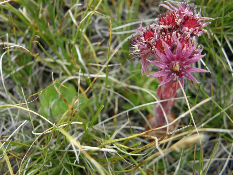 montanum ssp. montanum from Gornergrat (Riffelberg)