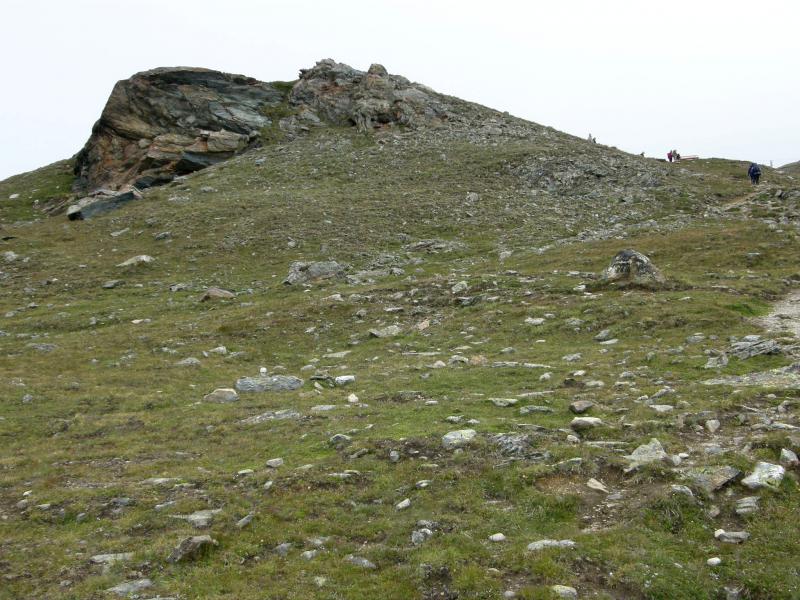 montanum ssp. montanum from Gornergrat (Rotenboden)