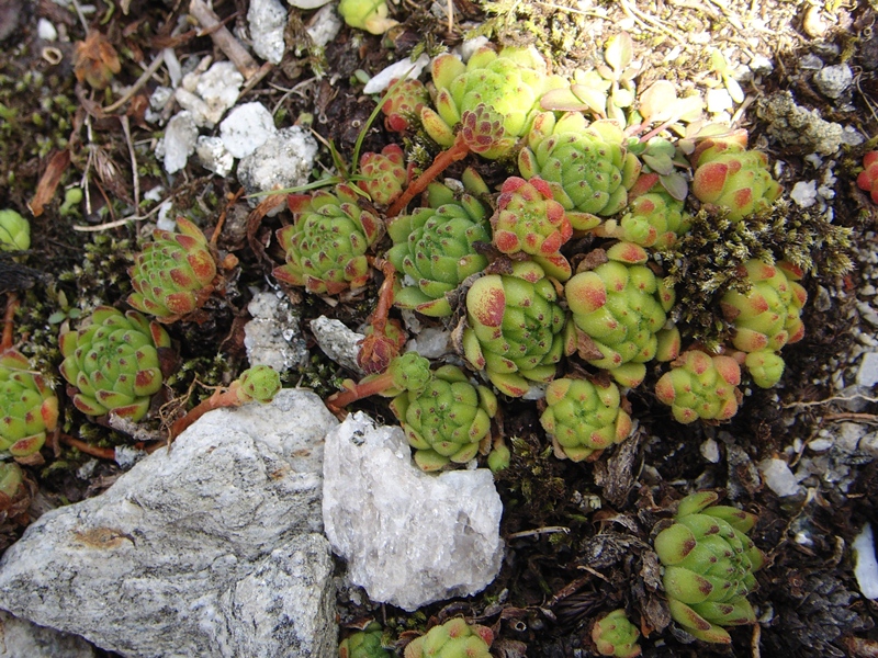 montanum ssp. montanum from Gotthard (Passhöhe)