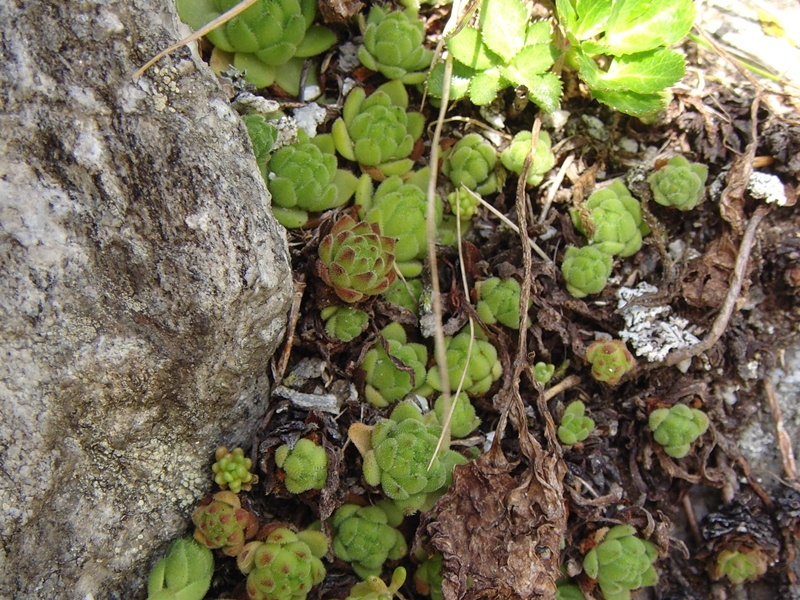 montanum ssp. montanum from Gotthard (Passhöhe)