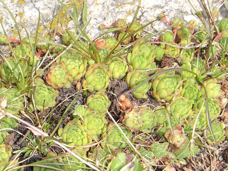 montanum ssp. montanum from Gotthard (Passhöhe)