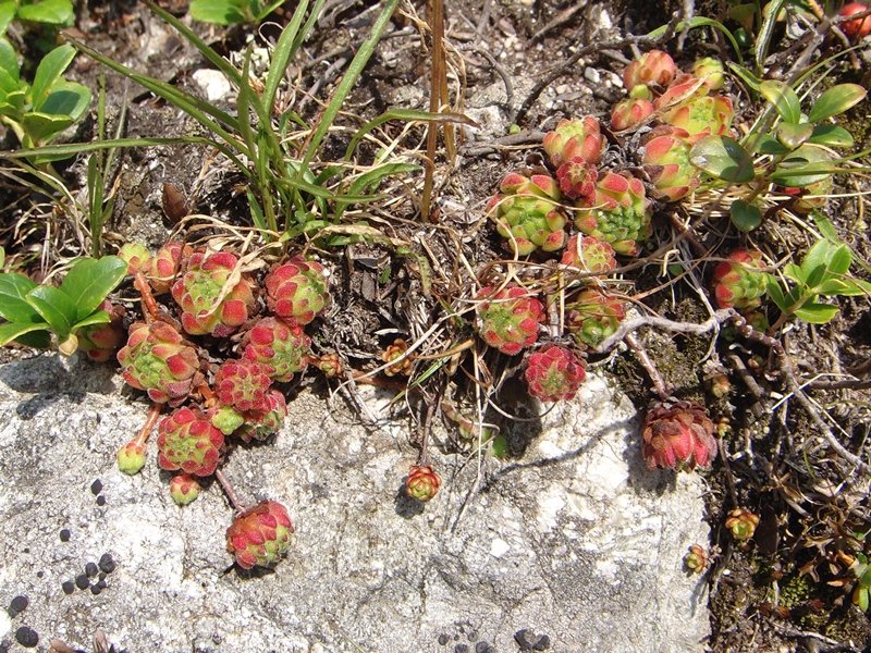 montanum ssp. montanum from Gotthard (Passhöhe)