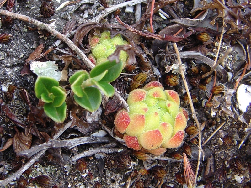montanum ssp. montanum from Gotthard (Passhöhe)