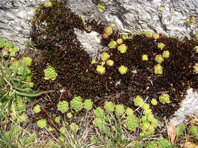 montanum ssp. montanum from Gotthard (Passhöhe)
