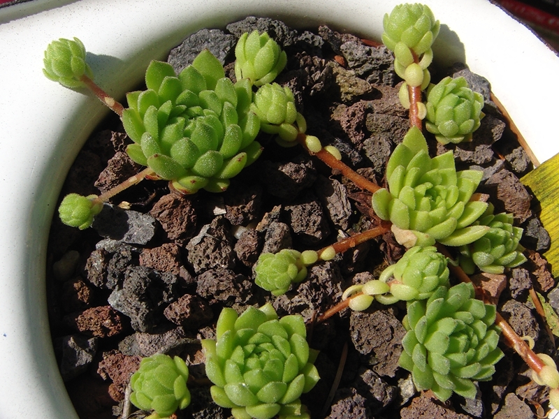 montanum ssp. montanum from Gotthard (Tremola)