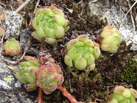 montanum ssp. montanum from Gotthard (Tremola)