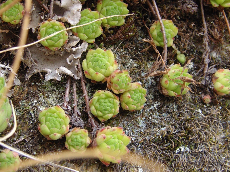 montanum ssp. montanum from Gotthard (Tremola)