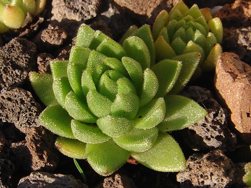 montanum ssp. montanum from Gotthard (Tremola)