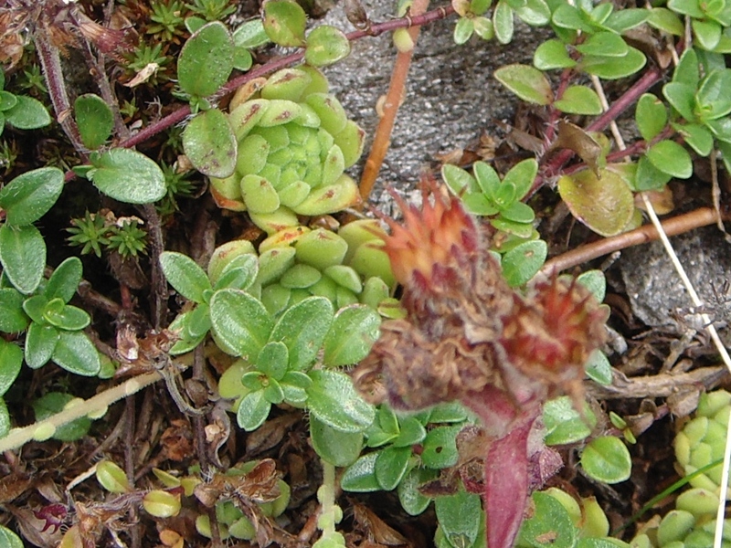 montanum ssp. montanum from Gotthard (Tremola)
