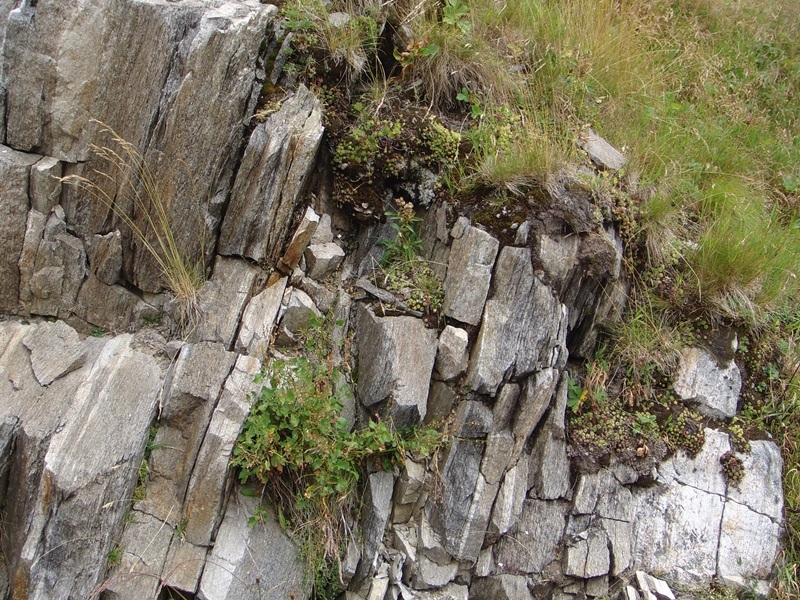 montanum ssp. montanum from Gotthard (Tremola)