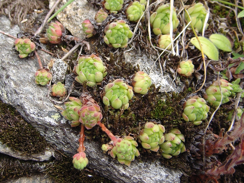 montanum ssp. montanum from Gotthard (Tremola)