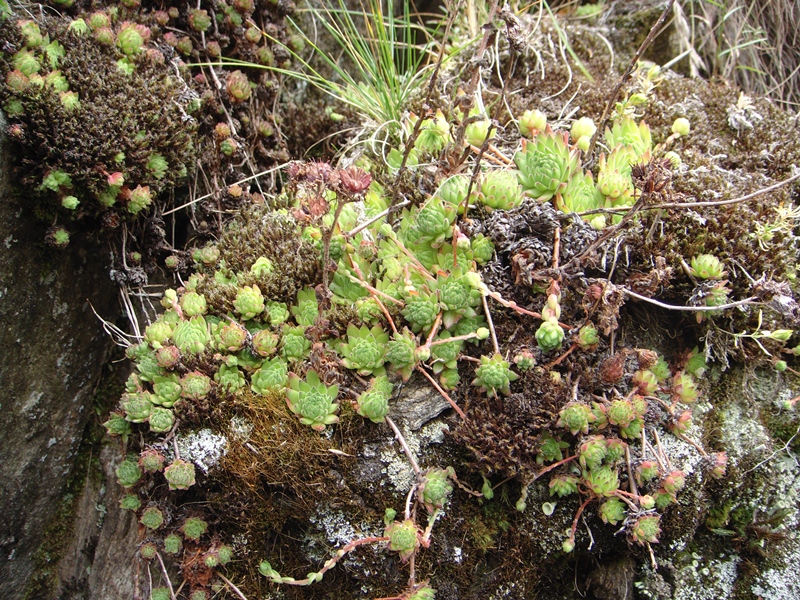 montanum ssp. montanum from Gotthard (Tremola)