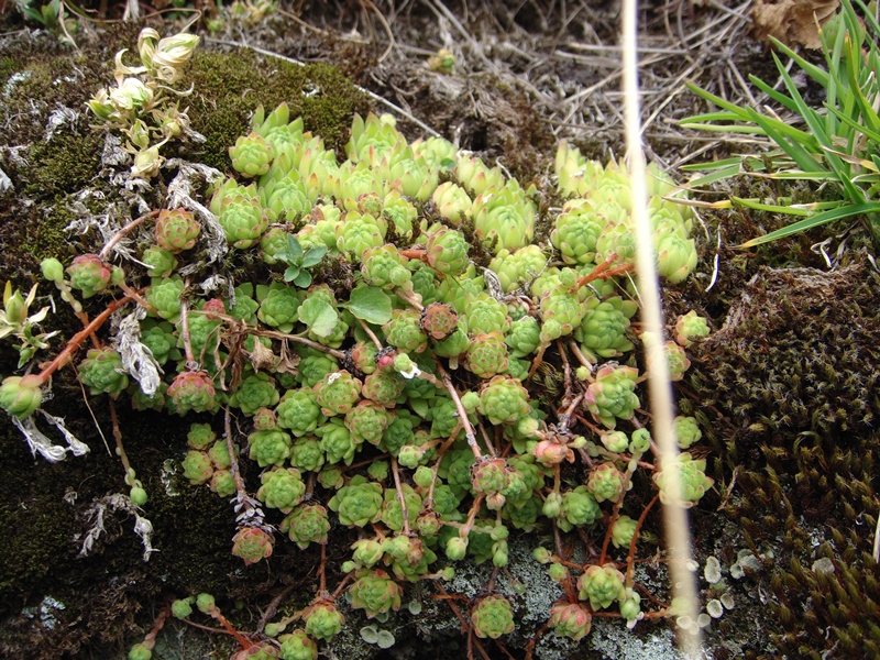 montanum ssp. montanum from Gotthard (Tremola)