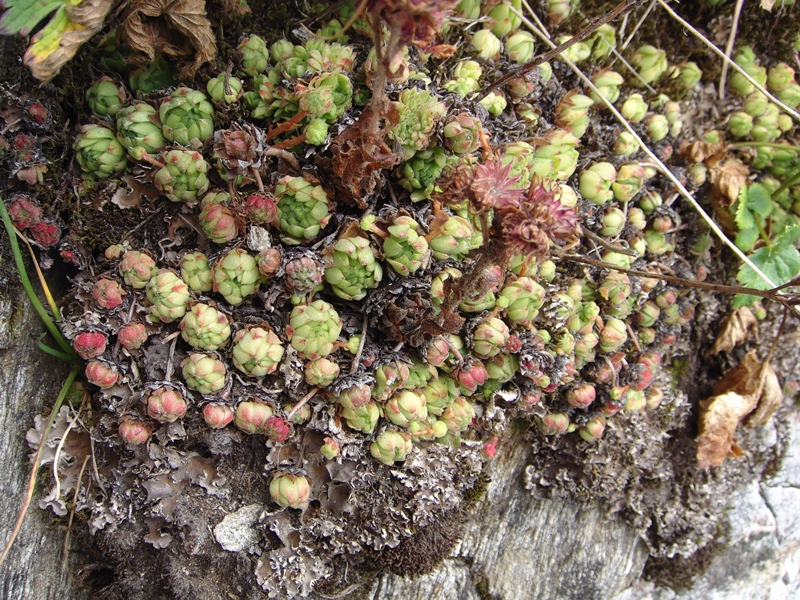 montanum ssp. montanum from Gotthard (Tremola)
