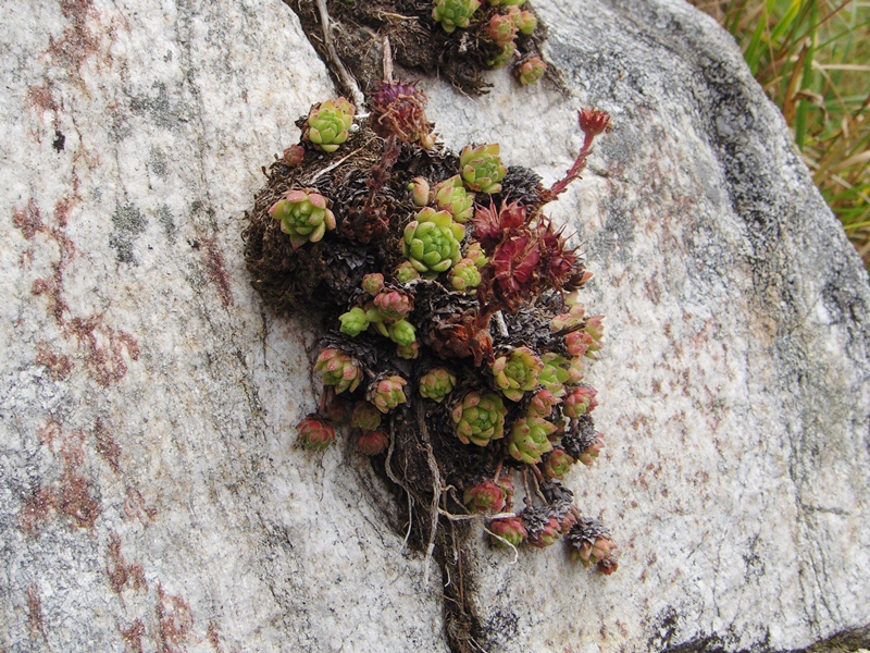 montanum ssp. montanum from Gotthard (Tremola)