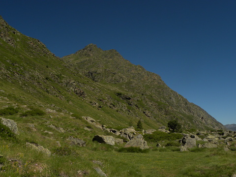 montanum ssp. montanum from L'étang de Roumazet