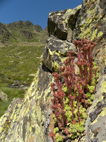 montanum ssp. montanum from L'étang de Roumazet