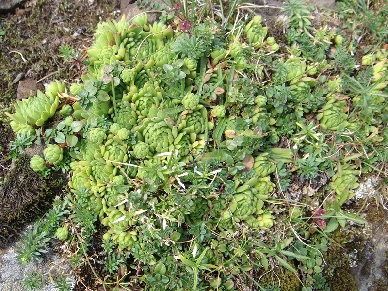 montanum ssp. montanum from Melchsee-Frutt