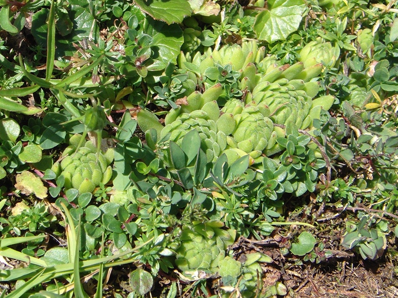 montanum ssp. montanum from Melchsee-Frutt