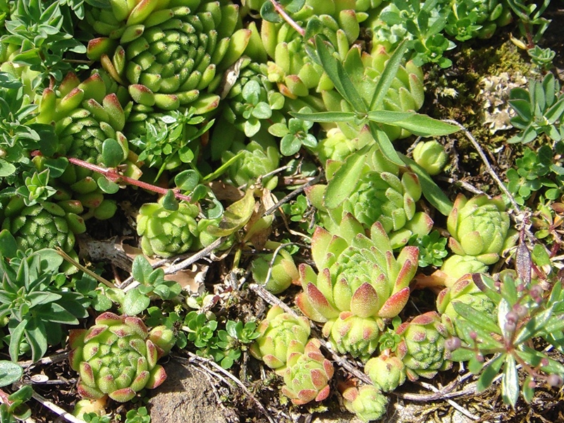 montanum ssp. montanum from Melchsee-Frutt