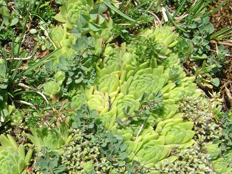 montanum ssp. montanum from Melchsee-Frutt