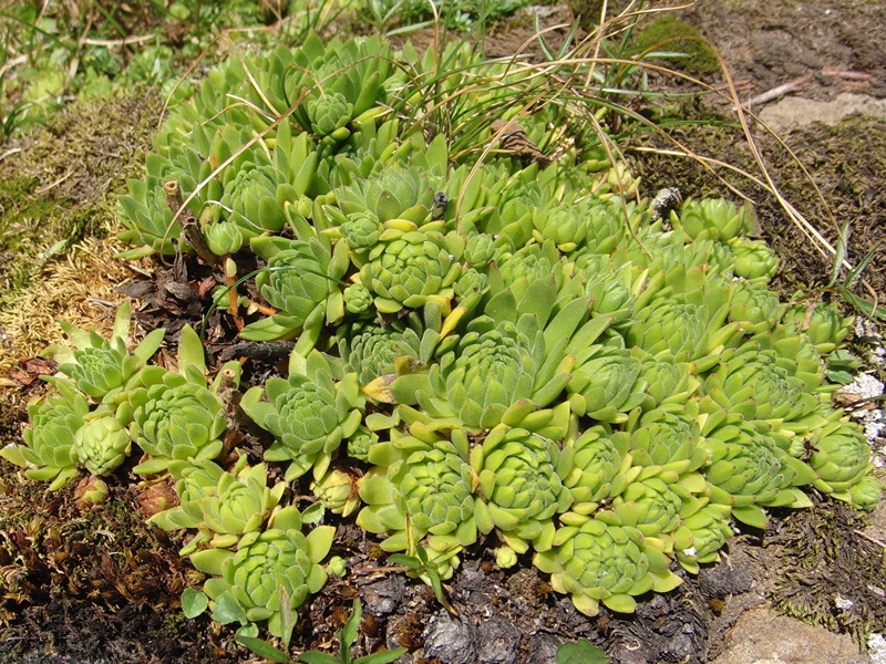 montanum ssp. montanum from Melchsee-Frutt