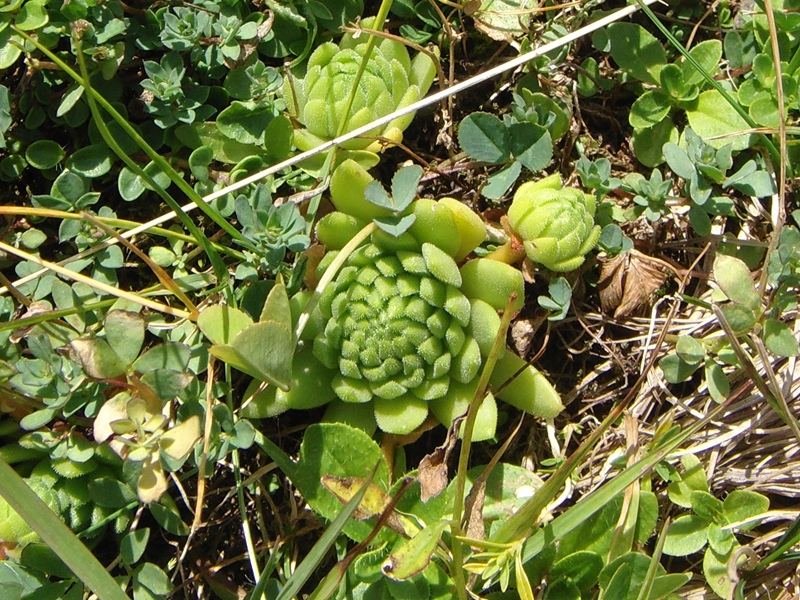 montanum ssp. montanum from Melchsee-Frutt