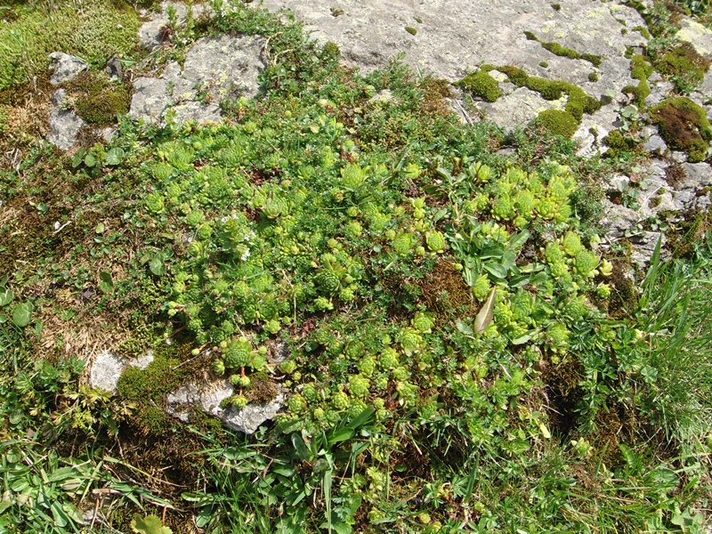 montanum ssp. montanum from Melchsee-Frutt